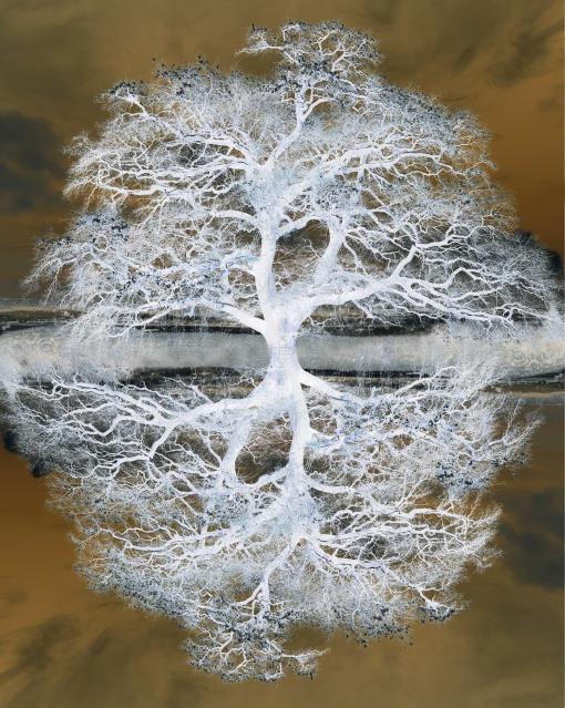 Surreales Spiegelbild eines blattlosen Baumes mit weißen Ästen vor einem dunkelorangen Himmel