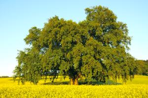 Galleriebild #4