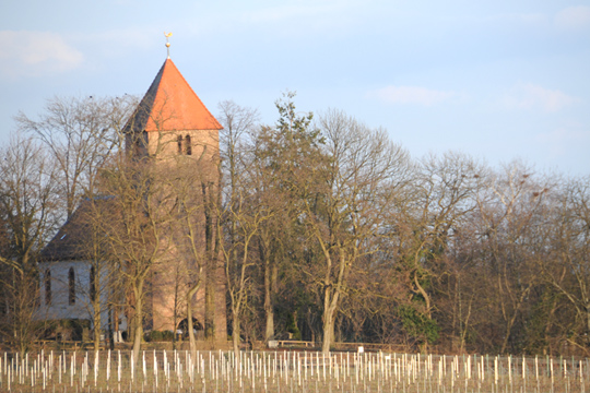 Muschelstein Wollmersheim